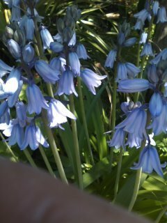 この青い花の名前を教えて下さい 青く釣鐘型の花を咲かしたこの Yahoo 知恵袋