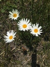 この白い花の名前を教えて下さい 背が高く ヨモギ状の葉が下の方に小さく Yahoo 知恵袋