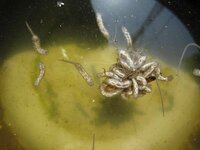 墓の花立の水の中にいるこの虫 なんていう虫でしょうか ナミハナアブの幼 Yahoo 知恵袋