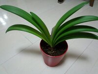 アマリリス葉のみ7枚 ５月に入りますが花芽は いつ頃から出るのでし Yahoo 知恵袋