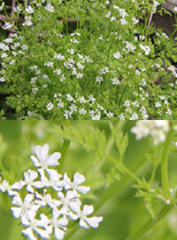 庭にこのような植物が生えてきて 花がさきました 葉を摘んでもむとと Yahoo 知恵袋