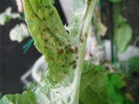 家で菜の花を育ててるんですけど なんか茶色いアブラムシみたいなのが Yahoo 知恵袋