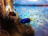 隠れクマノミって食べられるんですか ニモを観てたら気になりま Yahoo 知恵袋