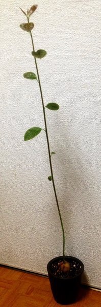 アボガドの葉が茶色く変色してしまったので 室内に入れました 茶色い葉は取っ Yahoo 知恵袋