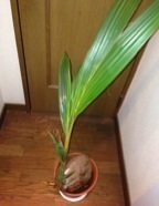 ヤシの木もしくはドラセナを家で地植えしている方がおられましたら育て方や Yahoo 知恵袋