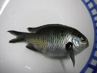 困っています スズメダイがたくさん釣れ 唐揚げにしたいのですが どうすればい Yahoo 知恵袋