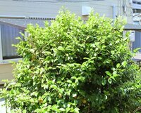 椿の木の剪定 画像のような状態になった今の時期 新芽 上 Yahoo 知恵袋