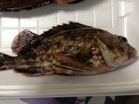 この魚の名前を教えてください ちょい投げで釣れたのですが 何 Yahoo 知恵袋