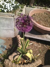 でかくて丸い花の塊 この植物は何でしょうか 紫色の花と蕾がた Yahoo 知恵袋