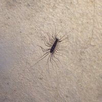 この前山口県の秋芳洞に行ったのですが 鍾乳洞内にこんな虫がいました これはなんと 教えて 住まいの先生 Yahoo 不動産