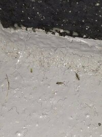 庭のコンクリート部分や玄関 など家の中にも1ミリほどの虫が大量発生して困って Yahoo 知恵袋
