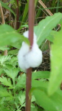 家の前の雑草畑の雑草に写真のような細かい白い泡があちこちに付いています 家に Yahoo 知恵袋