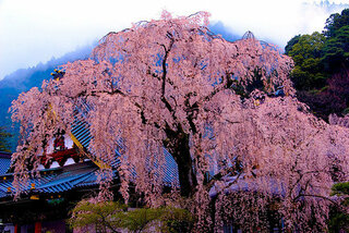 桜って種から植えると咲くまでは最長は何年かかりますか 植えてから咲くま Yahoo 知恵袋