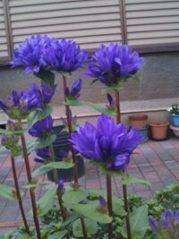 青紫色の花の名前おしえてください 長い茎に小さな花が並 Yahoo 知恵袋