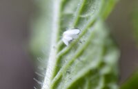 ミントに付く虫について教えてください 芝生にしようとミントを植え Yahoo 知恵袋