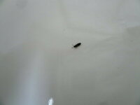 最近室内に2ミリ位の黒い小さな虫が発生虫に刺された跡がなかなか Yahoo 知恵袋