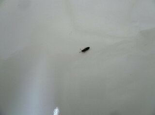 家の中に２ ３ミリの黒い細い羽根つきの虫が発生して困ってます 見た Yahoo 知恵袋