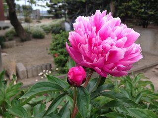 この花は 牡丹と芍薬どちらでしょうか 開花したのは5月上旬です 芍薬で Yahoo 知恵袋