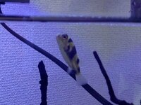 南米淡水フグが立ち泳ぎ 昨日から南米淡水フグを飼い始めたのです Yahoo 知恵袋