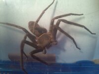 このクモの名前を教えてください家で見つけて捕まえたクモです 今は虫かごに入れて 教えて 住まいの先生 Yahoo 不動産