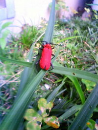 今年に入ってから 急に写真のような赤いカミキリムシみたいな昆虫が発 Yahoo 知恵袋