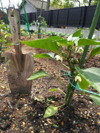 窒素過多をやってしまいました トマト ナス ピーマンがアウトです Yahoo 知恵袋