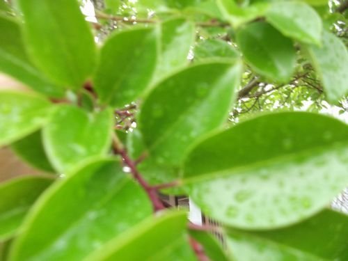 ２０年前ぐらいから この木が生えています 榊のような葉ですが Yahoo 知恵袋