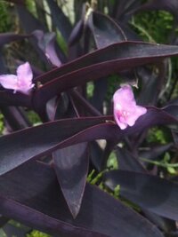 紫の葉のこの植物は何ですか 紫色の葉の先にピンクの花が咲いています こ Yahoo 知恵袋