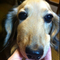 愛犬の写真から見て左側の鼻の横 口 が腫れています 写真では少しわかりにく Yahoo 知恵袋