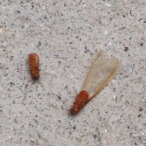 東京地方で大発生している白いふわふわした虫の正体は？ - 一部 
