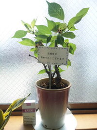 植木鉢にアリがいっぱい 庭に置いてあるパキラの鉢なのですが １ Yahoo 知恵袋