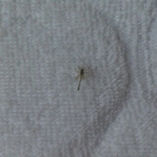 梅雨の時期から夏にかけて出る小さな虫について教えて下さい 梅雨 Yahoo 知恵袋