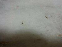 お風呂場に小さい虫が大量発生するんですけどこれはなんですか Yahoo 知恵袋