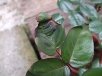 バラの葉が画像の様にフチが反っている感じで手触りがパリパリした感じにな Yahoo 知恵袋