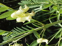 この白い花の名前を教えて下さい カラスノエンドウに似た葉や花の形で Yahoo 知恵袋