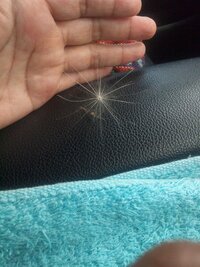 画像の白い綿みたいな物は 生き物 植物の種 これは何ですか 車で走ってる時に Yahoo 知恵袋