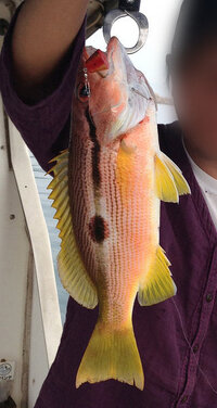 ファー付きフードのアウター いつまで着ますか 暖かくなるまで Yahoo 知恵袋