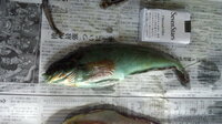 北海道の太平洋側の海 ロックフィッシュ で釣った魚が変色していて種類がわかり Yahoo 知恵袋