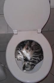 あなたはトイレで寝てしまったことはありますか 気まぐれ妖精 猫 そんなと Yahoo 知恵袋