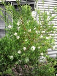 なんという植物ですか ブラシの木の白花でしょうか 赤い花が一般的です Yahoo 知恵袋