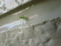 東京で緑色の5cmくらいの脚の長いクモは何ですか 東京都板橋 Yahoo 知恵袋