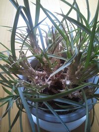 カーネーションを挿し木して１か月になります 挿し木した花や草が根をはるのはど Yahoo 知恵袋