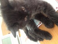 グロ注意です 唇の表と裏が白いのですが これはなんでしょうか こす Yahoo 知恵袋