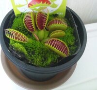 食虫植物 ハエトリソウをホームセンターで購入しました ずっと欲しかったので Yahoo 知恵袋