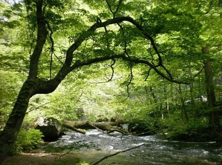 森に流れる川と周りの風景を水彩で描きたいのですがコツや描き方 注意すとべき点 Yahoo 知恵袋