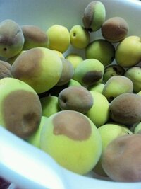 少し熟した梅 4日前に梅干しをつくってみたく、青梅Mサイズを買って室内で新聞