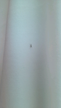 この虫は何でしょうか 新築５年目一戸建てに住んでいますが 毎年この時期 梅雨 初 教えて 住まいの先生 Yahoo 不動産