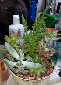 画像中の多肉植物の種類をご教示いただきたいです ふらっと立ち寄った雑貨屋で多 Yahoo 知恵袋
