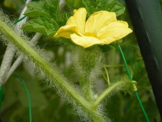 スイカの人工授粉をやろうと思いましたが 雌花が1個しかありませんで Yahoo 知恵袋