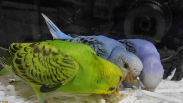 セキセイインコ複数飼いなつく 今セキセイインコ 生後１か月 を３匹飼っ Yahoo 知恵袋